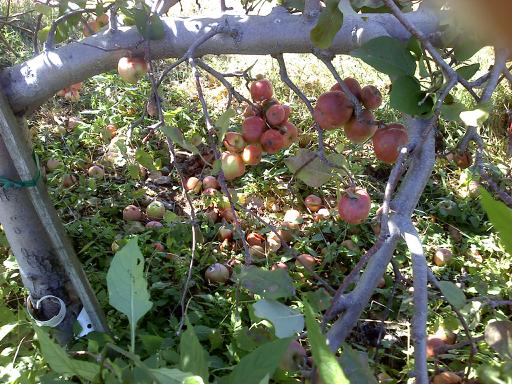 ApplesOrchard.jpg