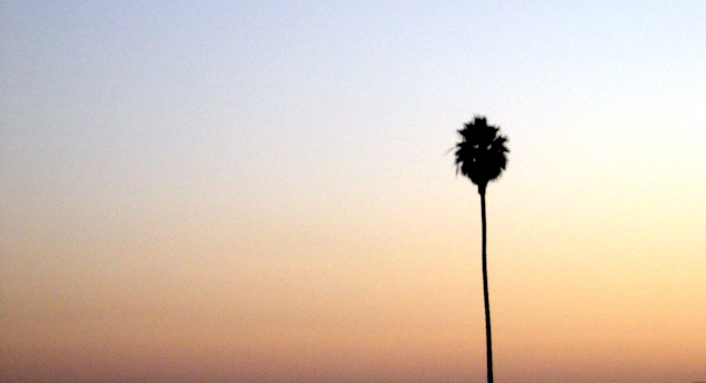 palmtree.JPG